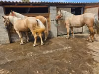 Yegua, Caballos — foto 6