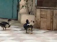 Domestic Muscovy — 4-rasm