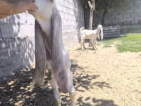 ஆண் வெள்ளாடு, Gulabi goats — புகைப்படம் 3