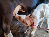 Kuh, Braun-Mountain — Foto 4