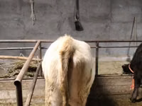 Ovelha, Dala sheep — foto 2