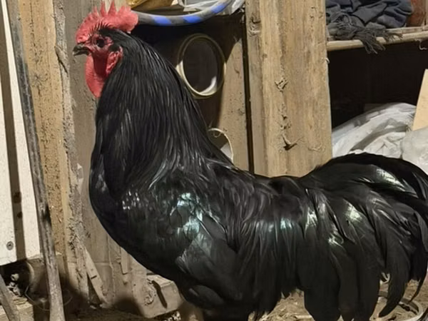 Chickens — Ozarbayjon