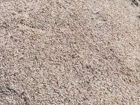 Heyvanlar üçün arpa 34 qəpikdən 6 ton var Toxumluq təmiz arpa 40 qəpik — Foto 4