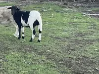 公羊, Dorper sheep — 照片 1