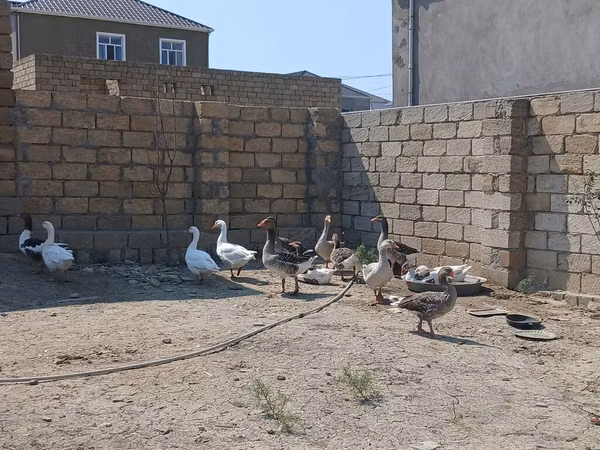 Geese