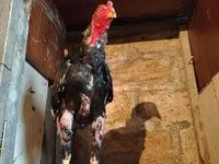 Chickens — zdjęcie 3