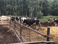 İnek, Holstein ırkı — foto 2