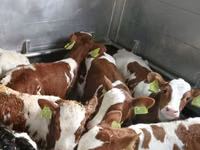 Buqa, Simmental cattle — 1-rasm