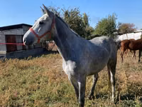 Cavalo, Friesian sport horse — foto 5
