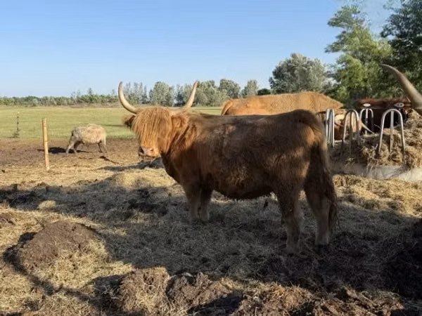 Krowa, Highland