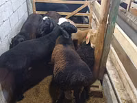 Bélier, Moutons — photo 1