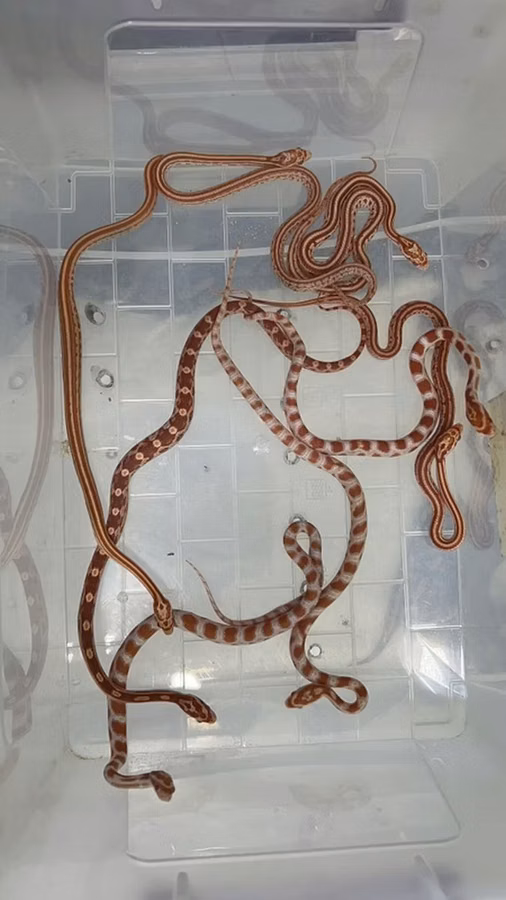 Cornsnake babys Qeyd: Göndərilən şəkillərdə eyni növə aid bir neçə