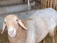 Bélier, Moutons — photo 2
