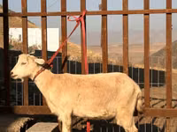 Dişi keçi, Saanen goat — foto 1