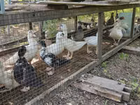 Ducks — Foto 6