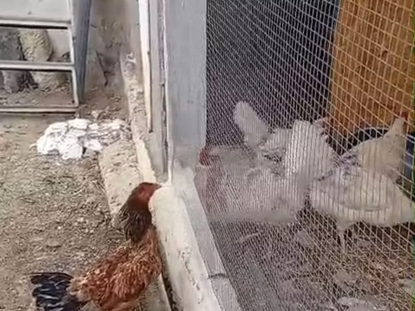 Chickens — Azerbaïdjan