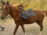 குதிரை, Karabakh horse — புகைப்படம் 3