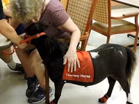 Madyan, Miniature horse — foto 7