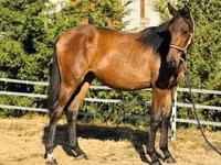 母马, Hungarian horse breed — 照片 3