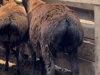 Bélier, Arashan sheep — photo 3