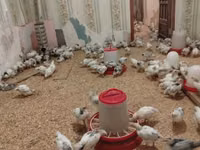 Chickens — foto 1