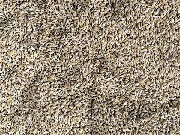 Arpa satılır tonu 350 AZN.
dəmyə suvarma deyil 200 ton var