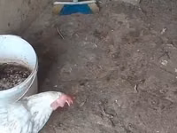 Chickens — foto 8
