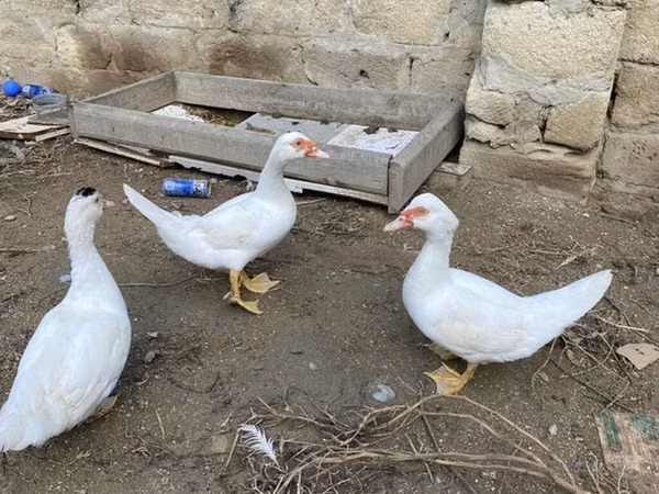 Ducks