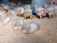 Chickens — फ़ोटो 1