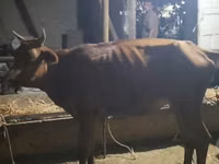 गाय, मवेशी — फ़ोटो 1