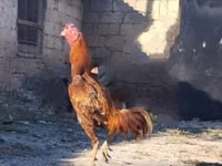 Chickens — Foto 4