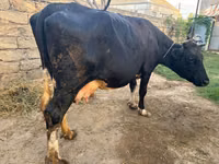 Vaca, Raza rojo-moteada — foto 1