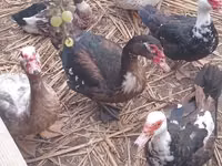 Ducks — foto 2