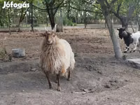 Qoʻchqor, Racka sheep — 2-rasm