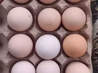 Australorp — foto 1