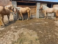 Yegua, Caballos — foto 4