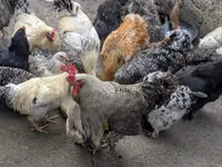 Turkeys — foto 2