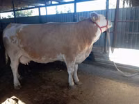 بقرة, Simmental cattle — الصورة 1