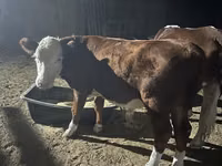 ხარი, Simmental cattle — ფოტო 5