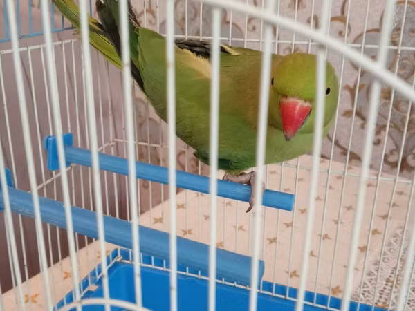 Yaşıl halsızandlı (halqa-boğaz) papuqay və qəfəs komplekti - Növ