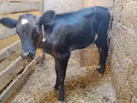 பசு, அபர்டீன் - ஆங்கஸ் — புகைப்படம் 1