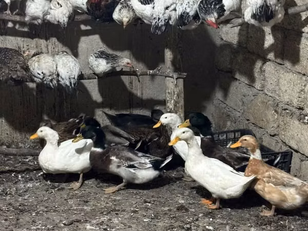 Ducks