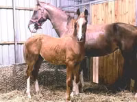 Hengst, Dutch warmblood horse — Foto 2