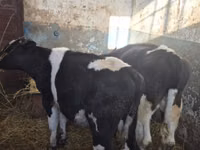 காளை, Russian Black pied cattle — புகைப்படம் 5