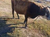 牛（ロット、性別未指定）, Simmental cattle — 写真 3