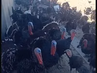 Turkeys — foto 2