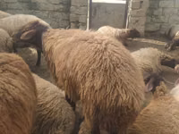 公羊, Sheep — 照片 2