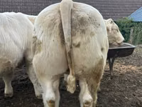 Бұқа, Charolais cattle — 2-сурет