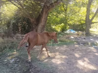 حصان, الخيول — الصورة 7