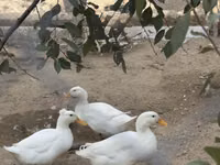 Německý pekin — foto 7